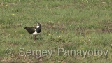 Video of Northern Lapwing - Northern Lapwing in the grass and lake